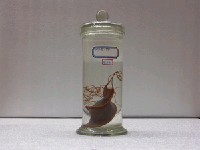 藏品(陰影絨毛鯊)的圖片